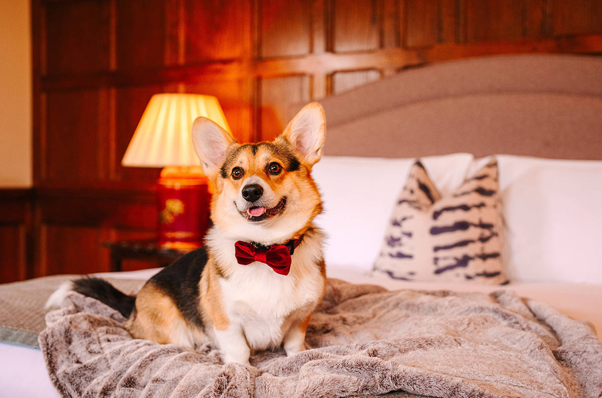 Dog-Friendly Stays