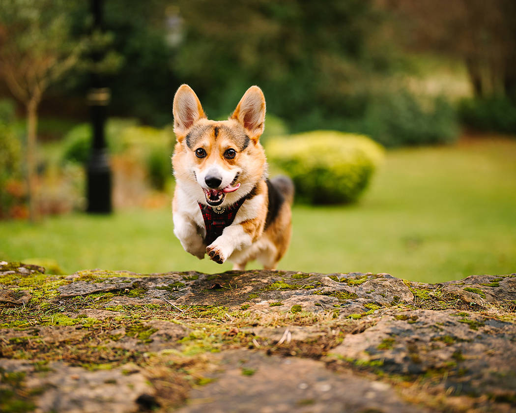 Going walkies